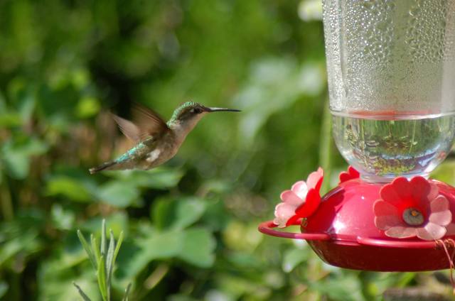 A ruby-throated hummingbird at the feeder outside the tasting room
