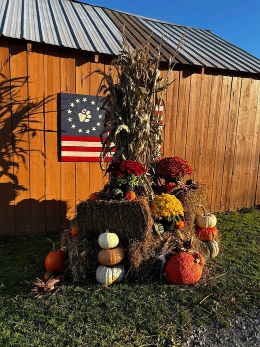 Pumpkins, mums and cornstalks stacked against the barn in autumn