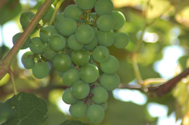 Green grapes ripening on the vine