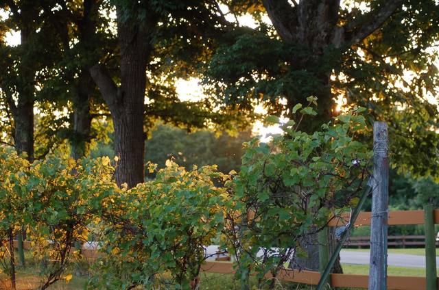 Rows of vines glowing at golden hour