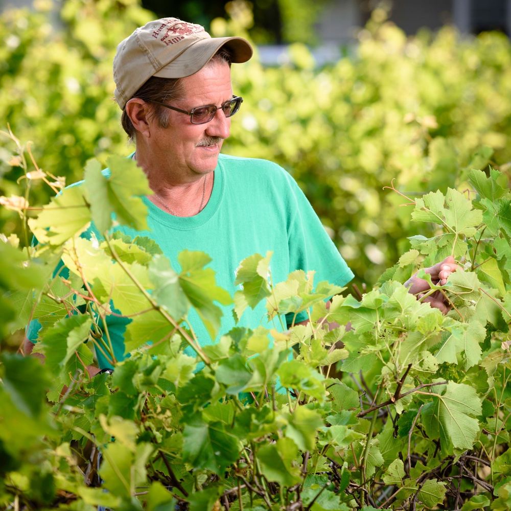 Ken Schick checking the vines in the Hummingbird Hills vineyard